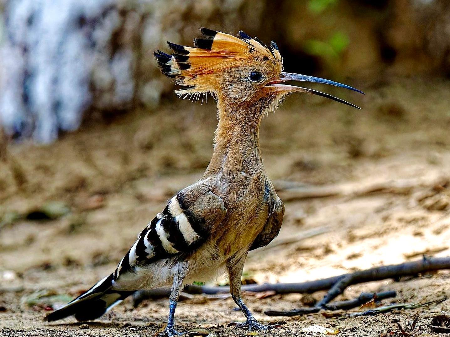 Experience Yellingbo Nature Conservation Reserve: A Haven for Rare and Beautiful Birds