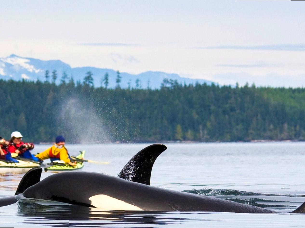 Discover the Thrills of an Evening Kayak Adventure